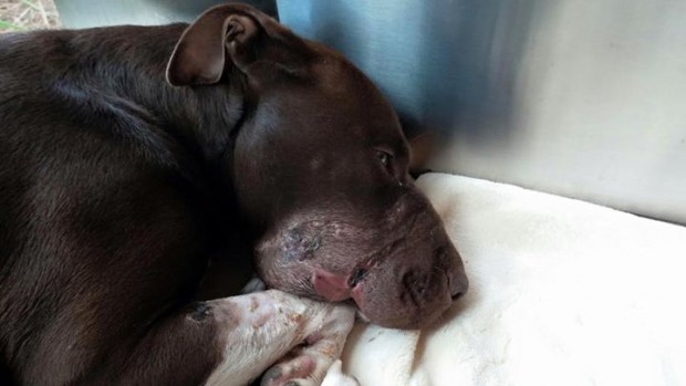 Posted by Charleston Animal Society on Monday, 1 June 2015