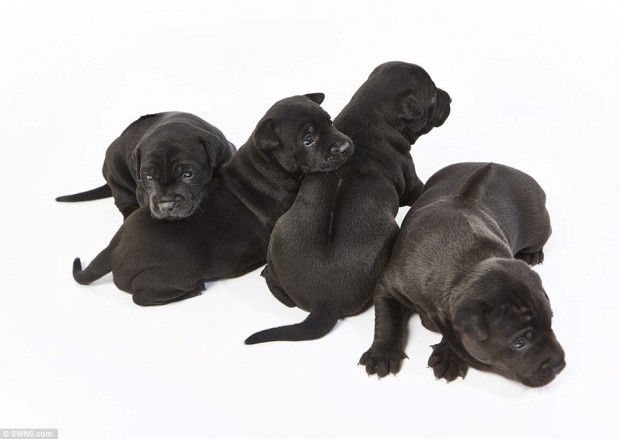 4b5dd8ff2dedc931ae7fec5454da4ea0