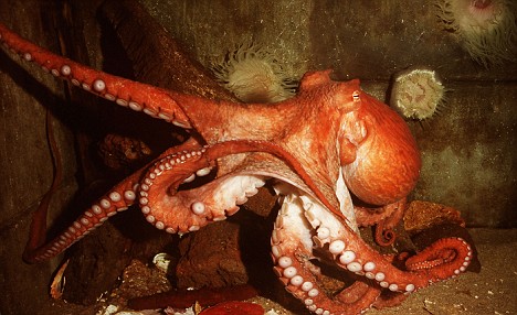 Pacific Giant Octopus PM 9269 Octopus apollyon © P Morris ARDEA LONDON